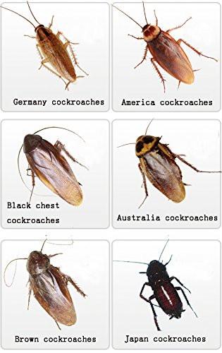Cockroach Killing Bait, Pest Control Repeller,  Cockroach Repellent, (20 Packs).