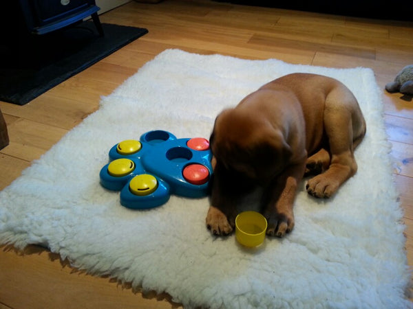 New Interactive Dog Toys, Pet Training Paw Puzzle. Relieve Your Dog's Anxiety